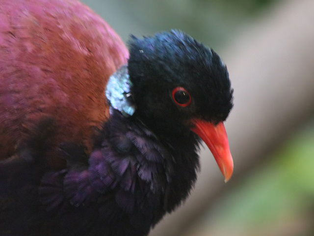 Green-naped Pheasant-pigeon