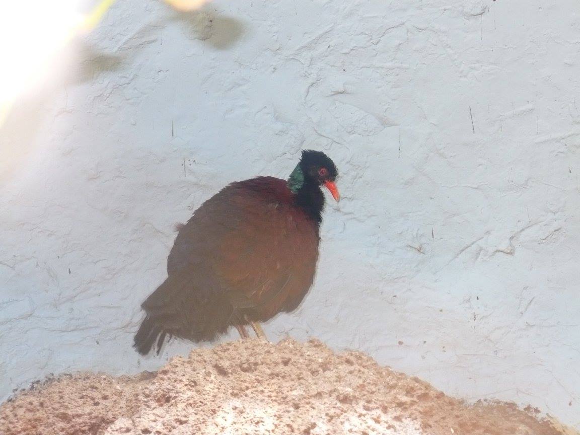 Green-naped pheasant pigeon