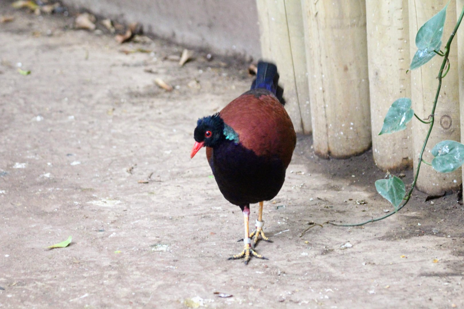 Green-naped Pheasant Pigeon