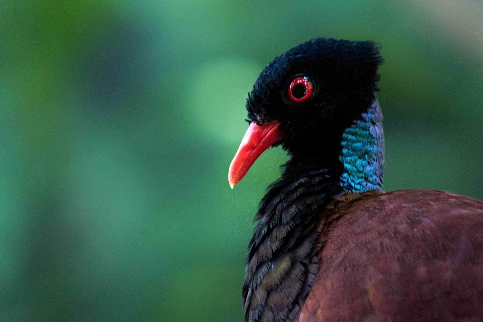 Green-naped pheasant-pigeon