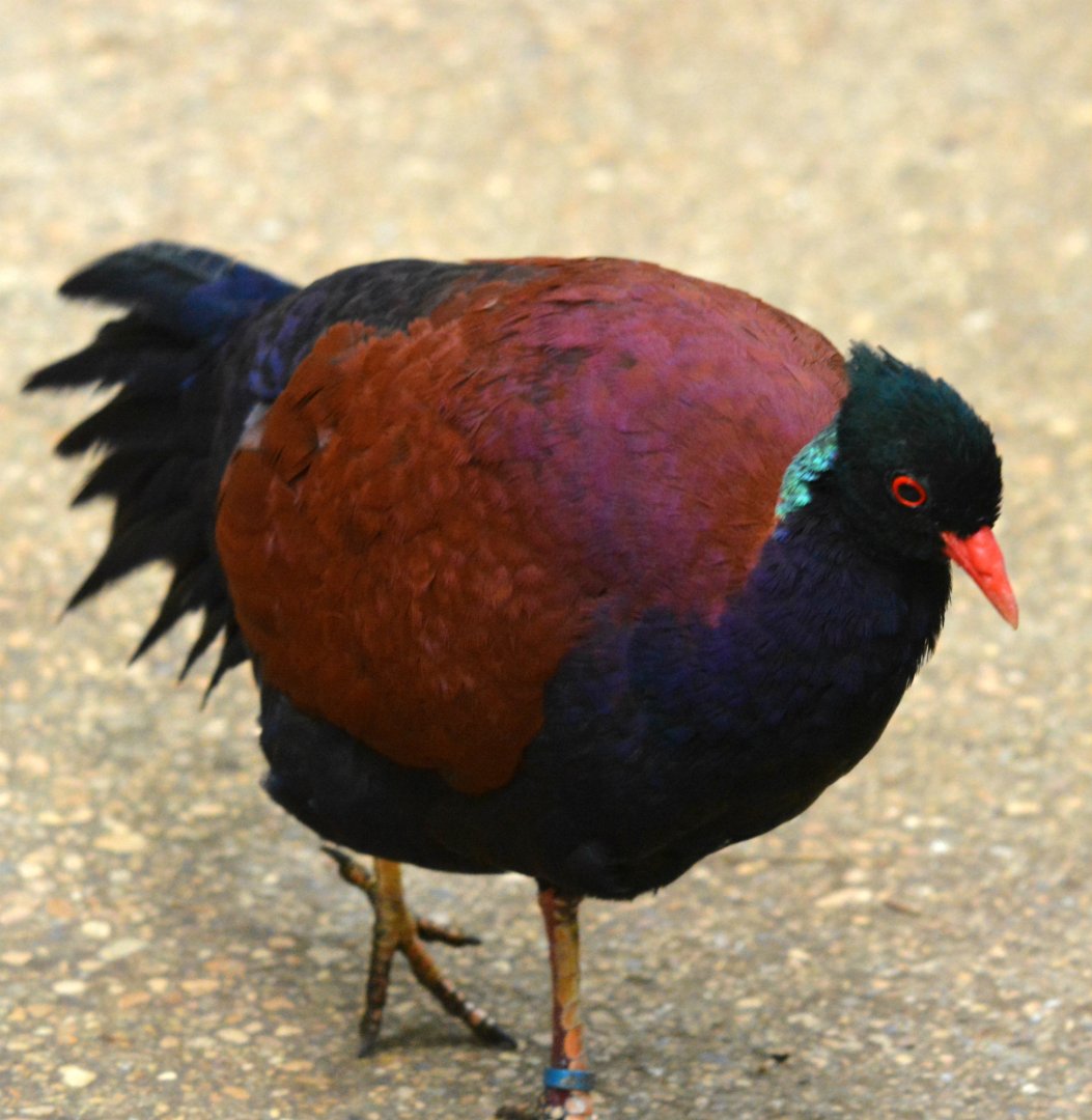 Green naped Pheasant pigeon