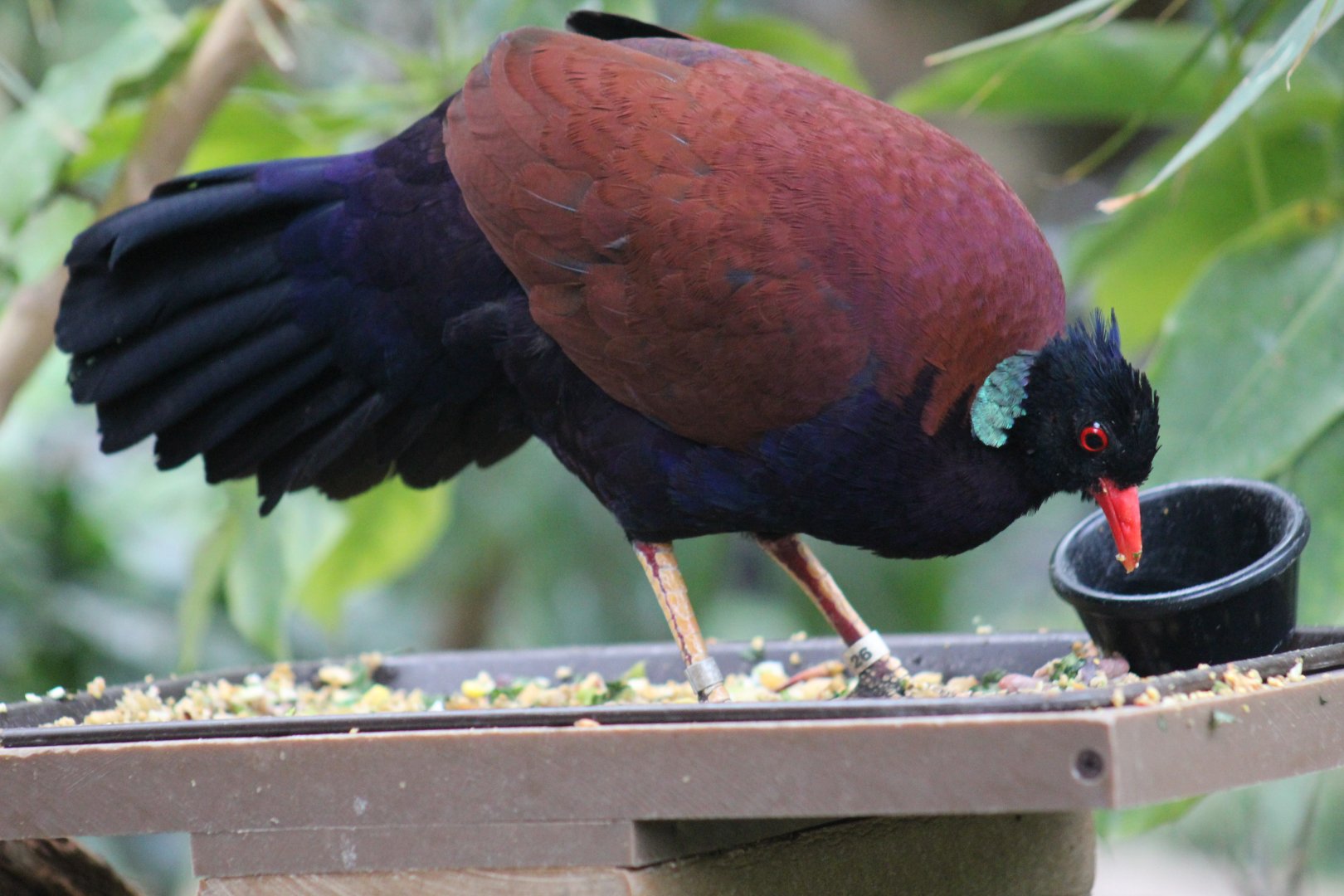 Green-Naped Pheasant-Pigeon