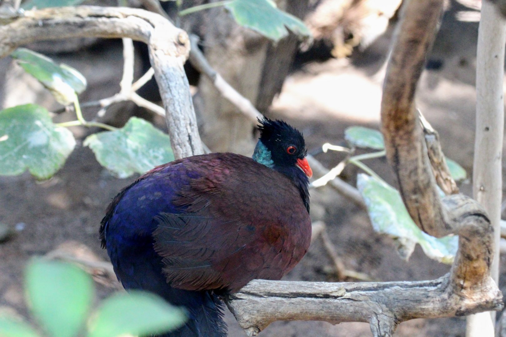 Green-naped Pheasant-Pigeon
