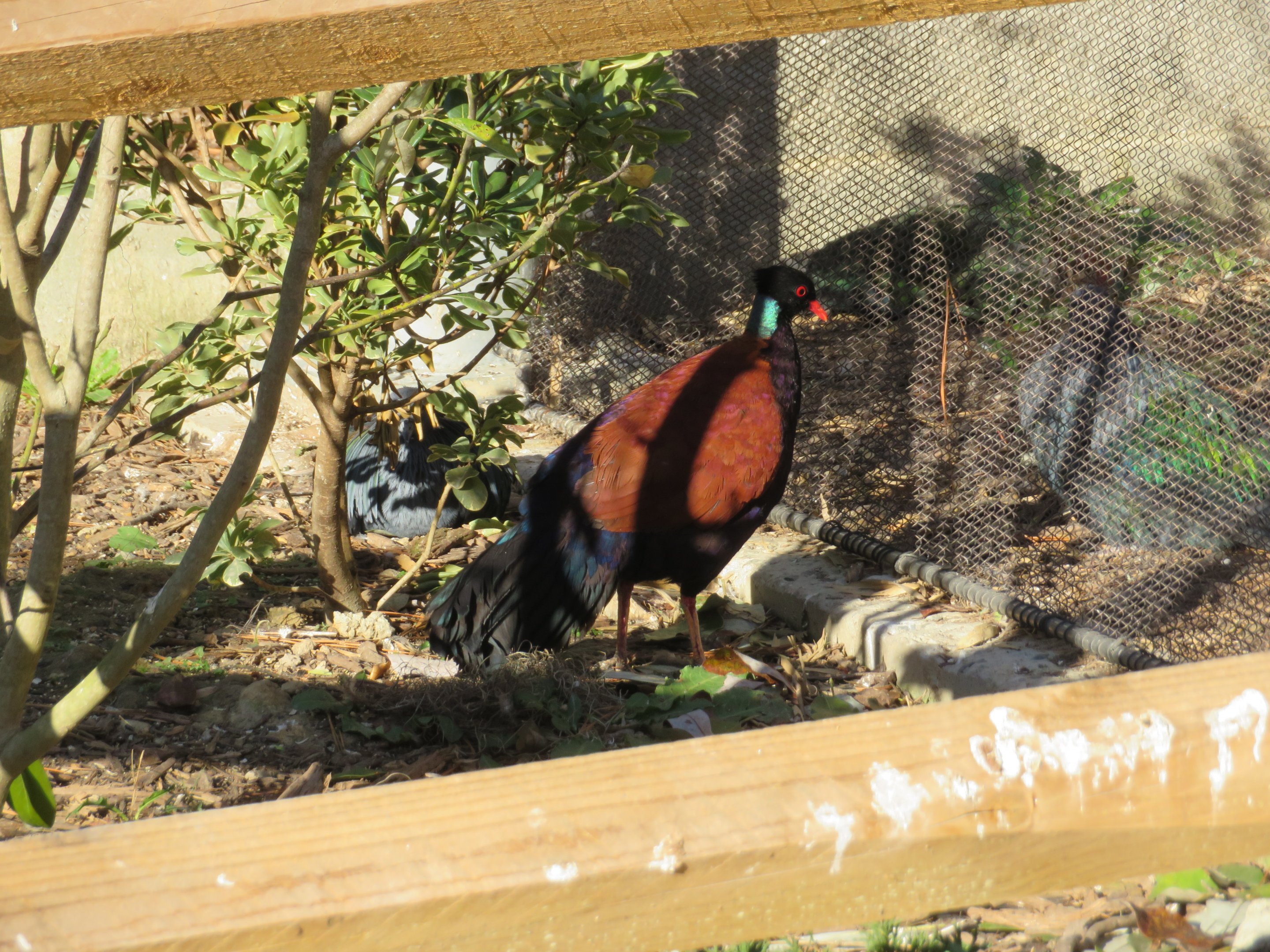 Green-naped Pheasant Pigeon