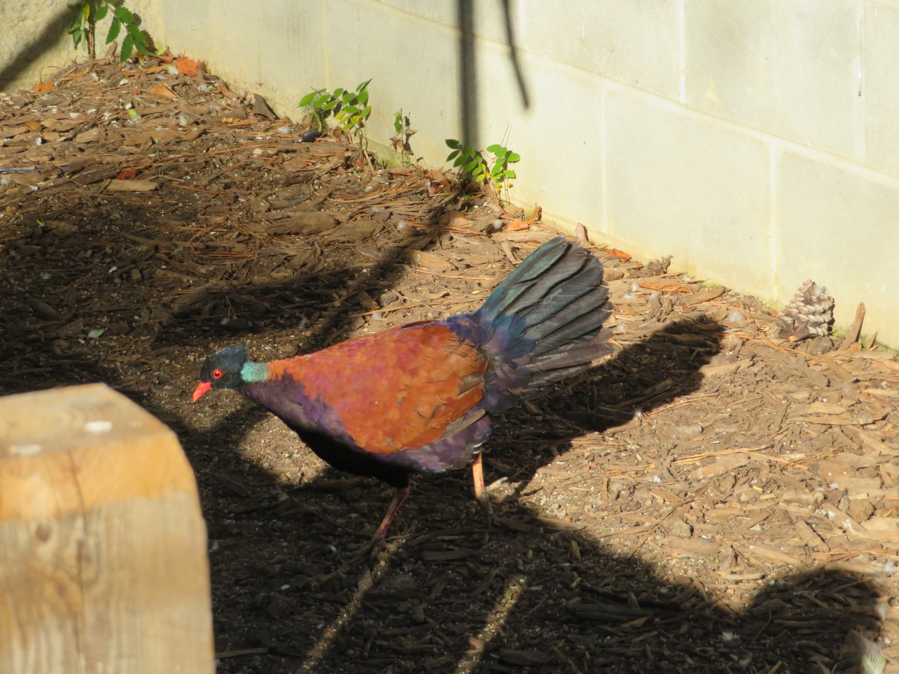 Green-naped Pheasant Pigeon
