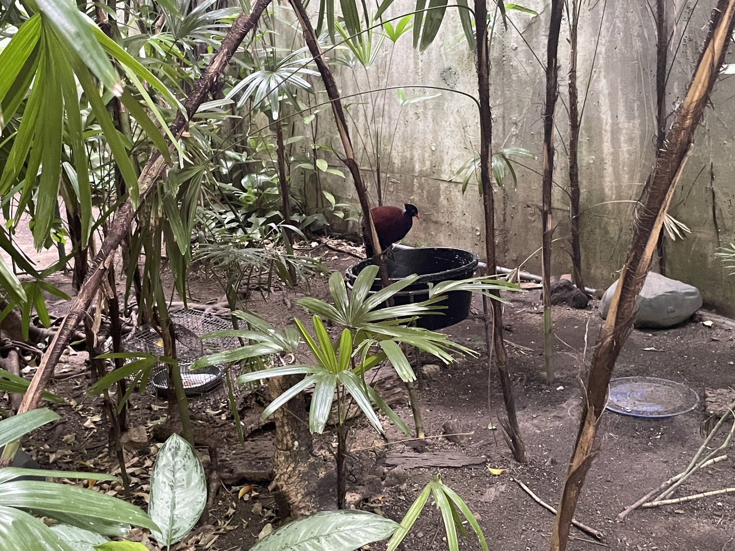 Green-naped pheasant pigeon
