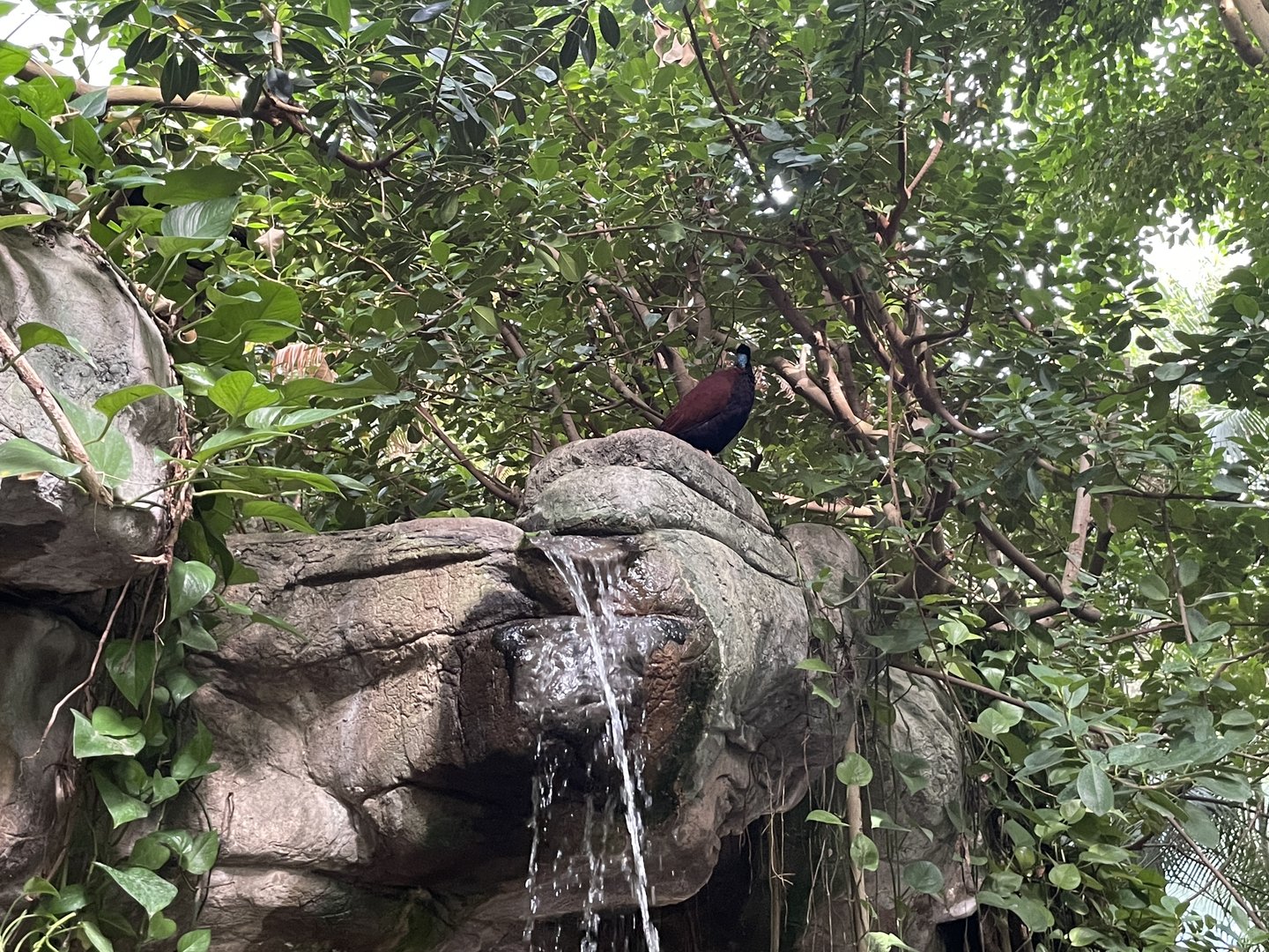 Green-naped pheasant pigeon