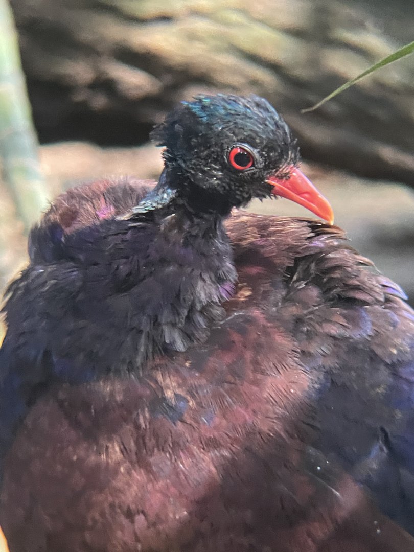 Green-naped Pheasant Pigeon