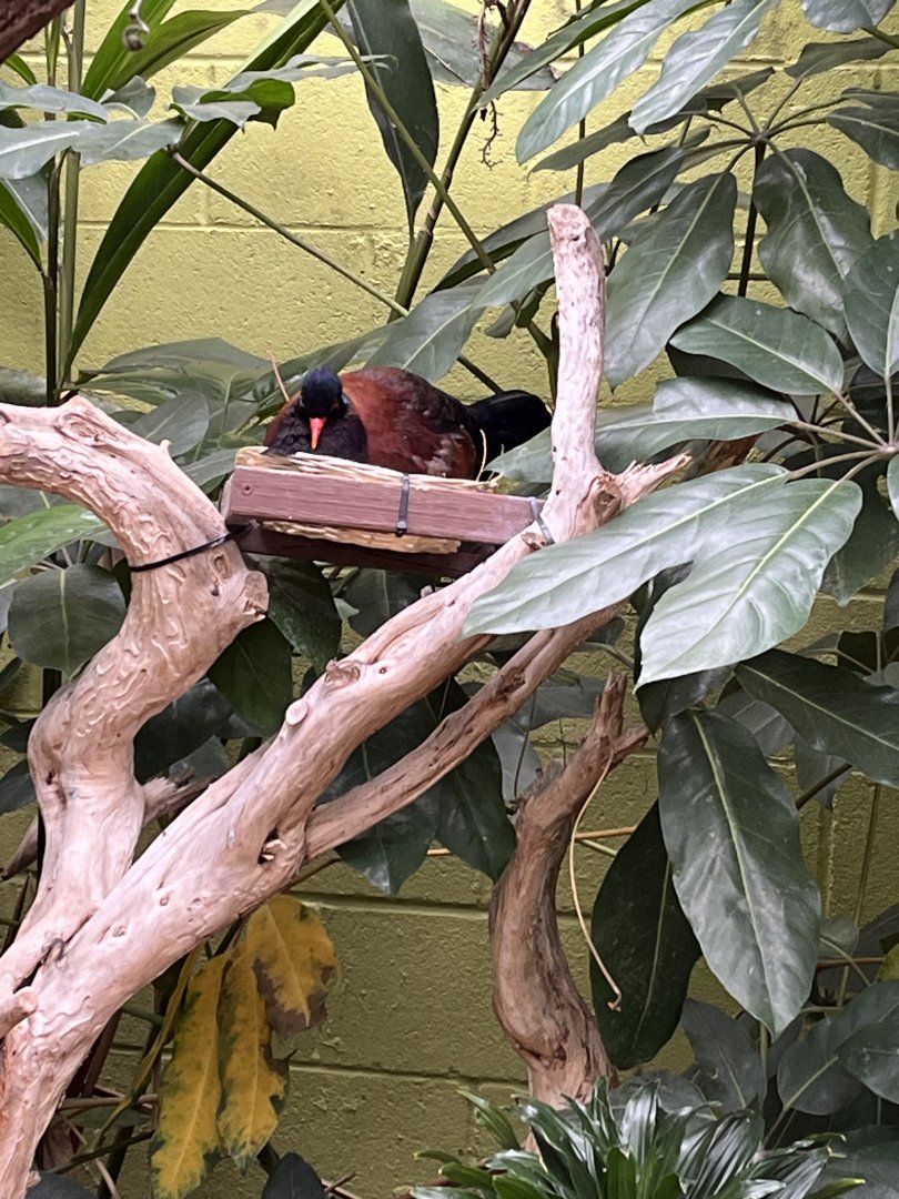 Green-naped Pheasant Pigeon