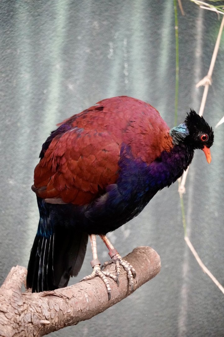 Green-Naped Pheasant Pigeon