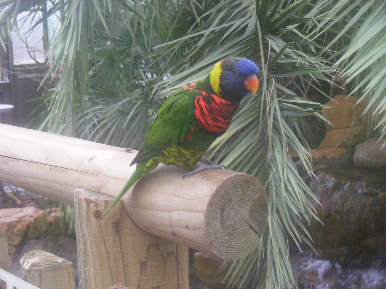 Green-naped rainbow lorikeet at Woburn Safari Park, 14 November 2010