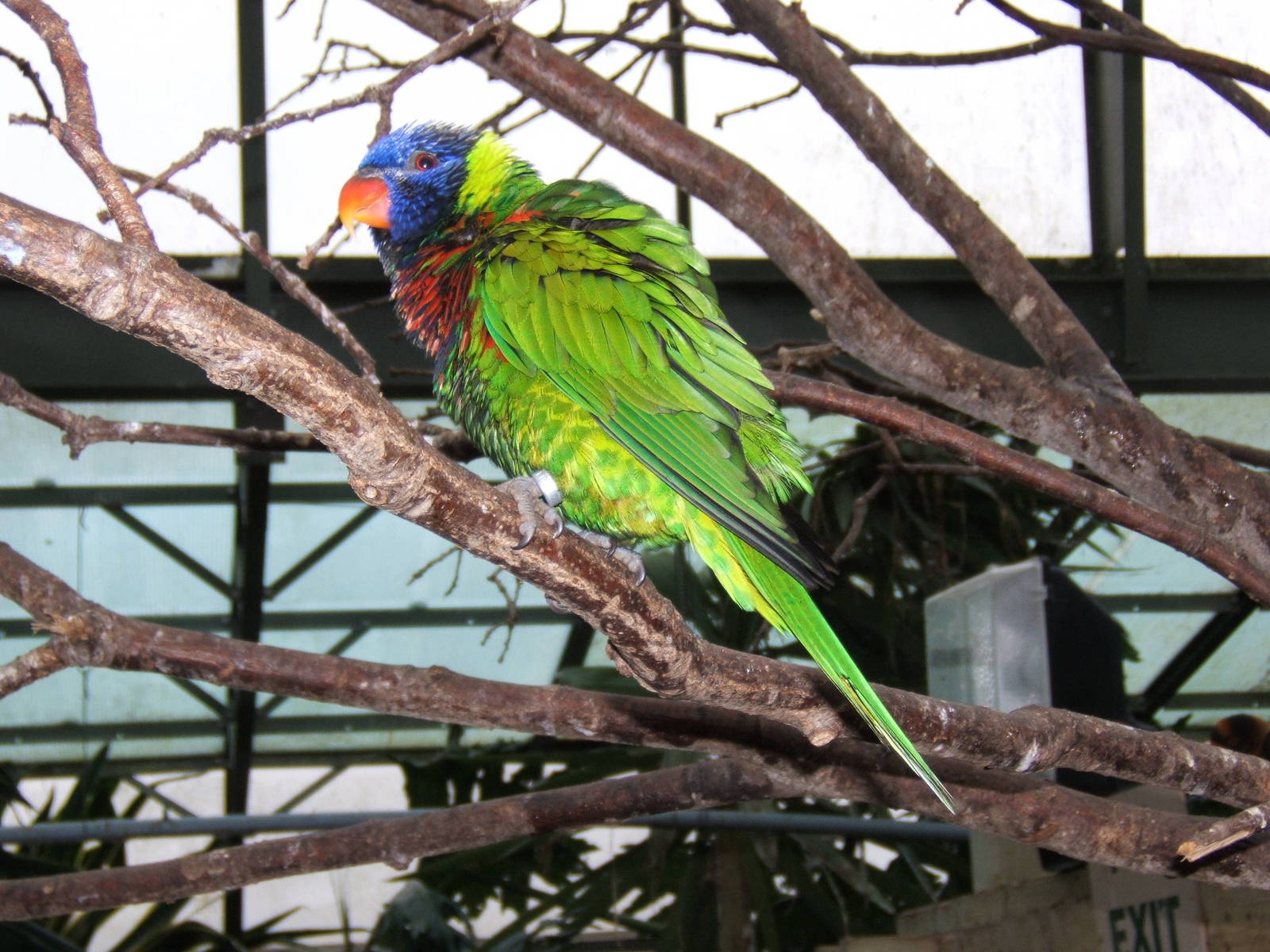 Green-naped Rainbow Lorikeet at Woburn safari Park
