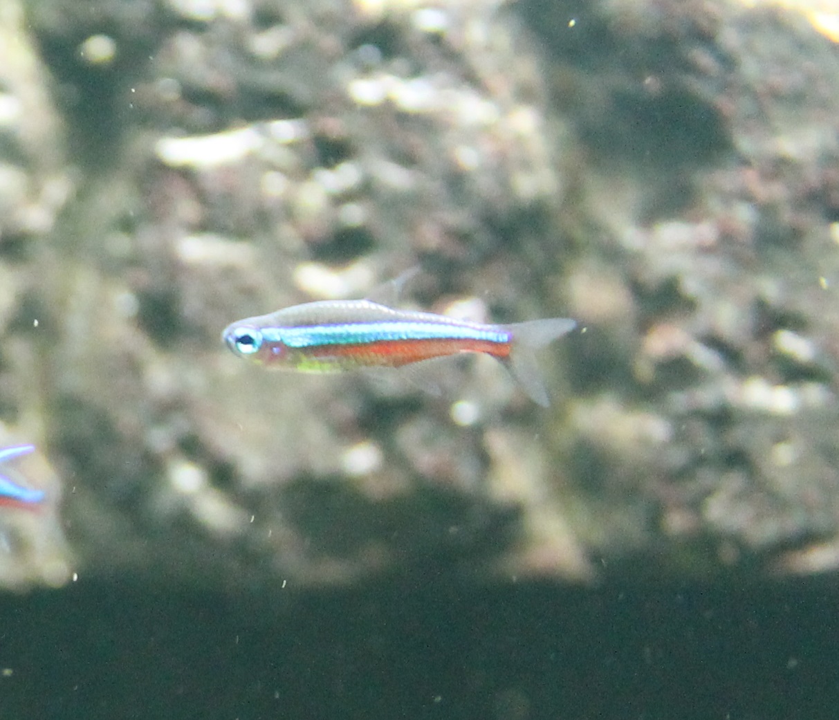 Green neon tetra