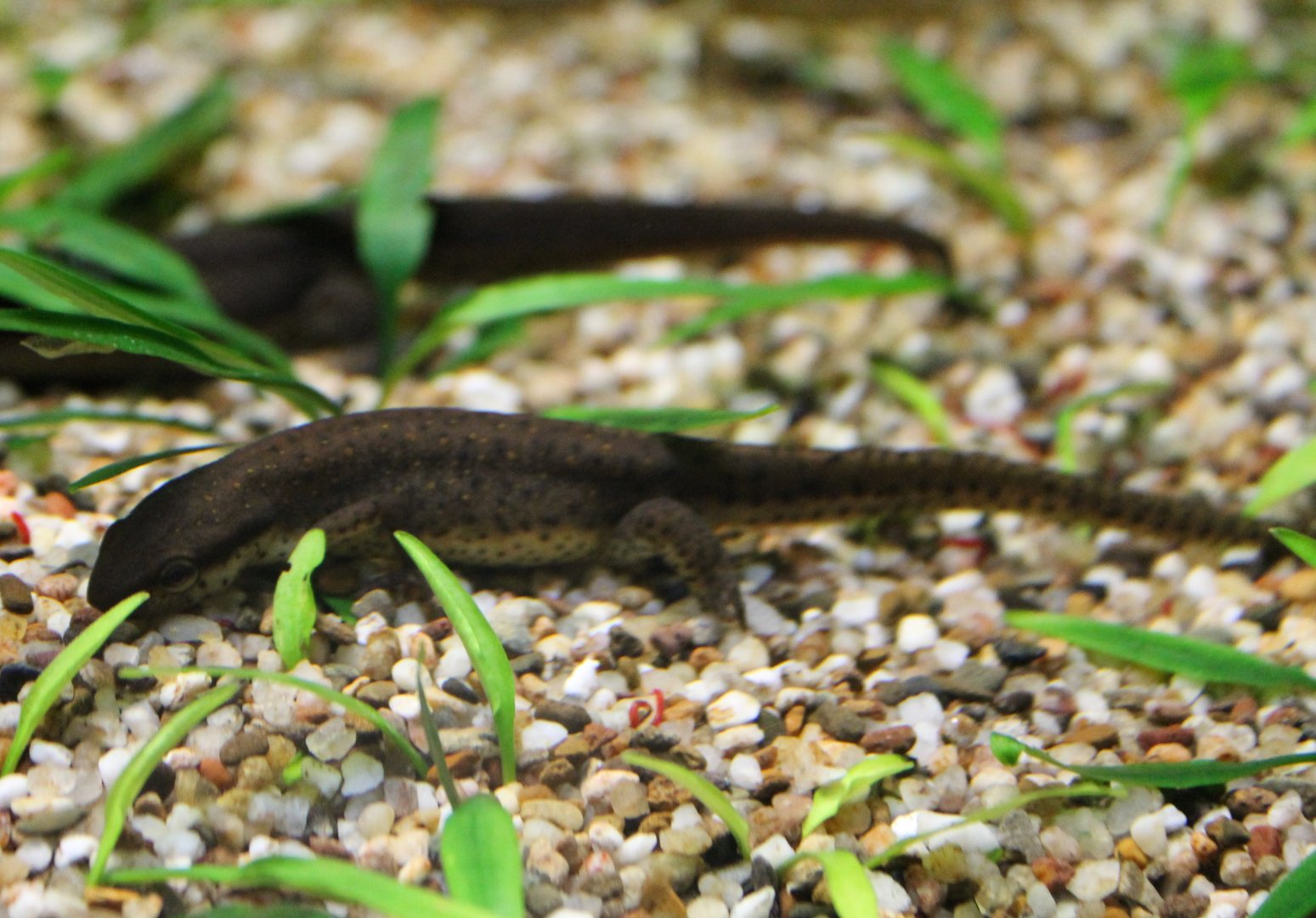 Green newt