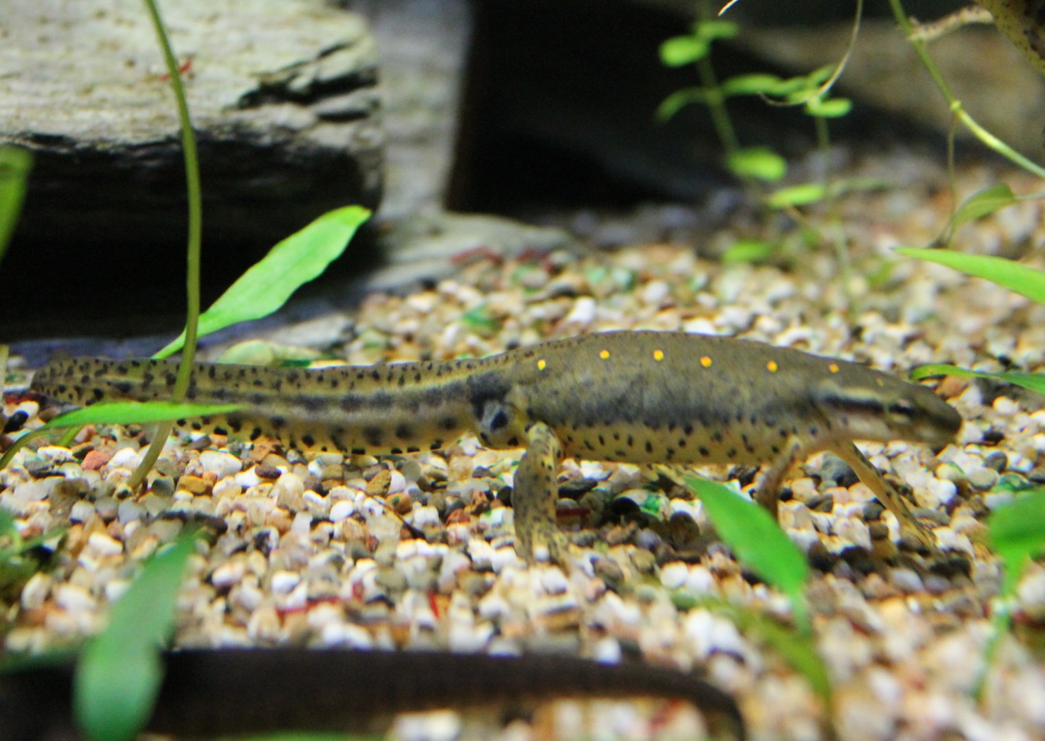 Green newt