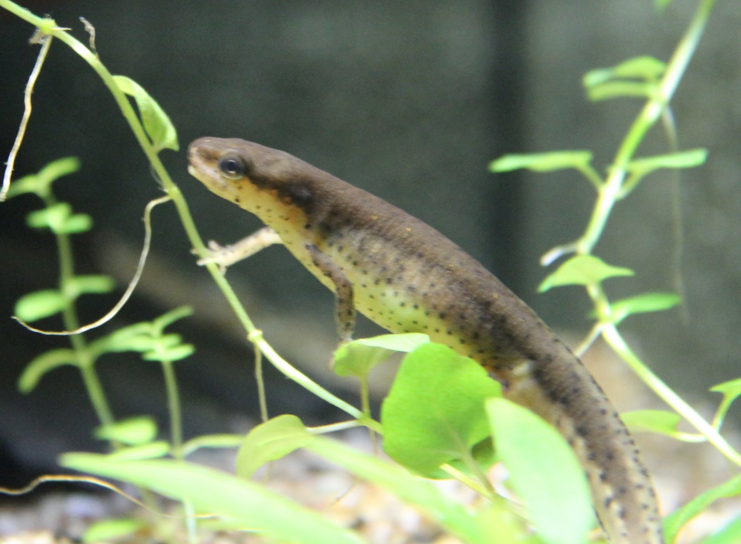 Green newt