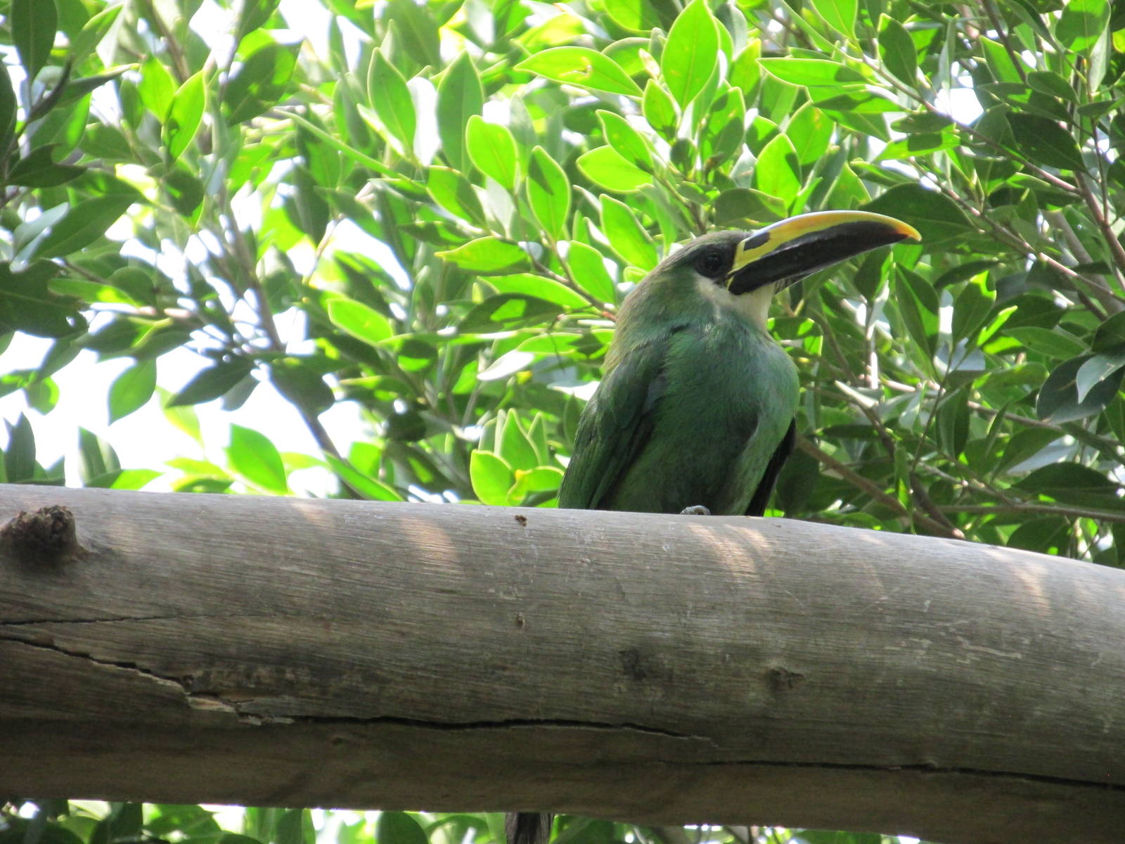 green or emerald toucanet san juan de aragon zoo