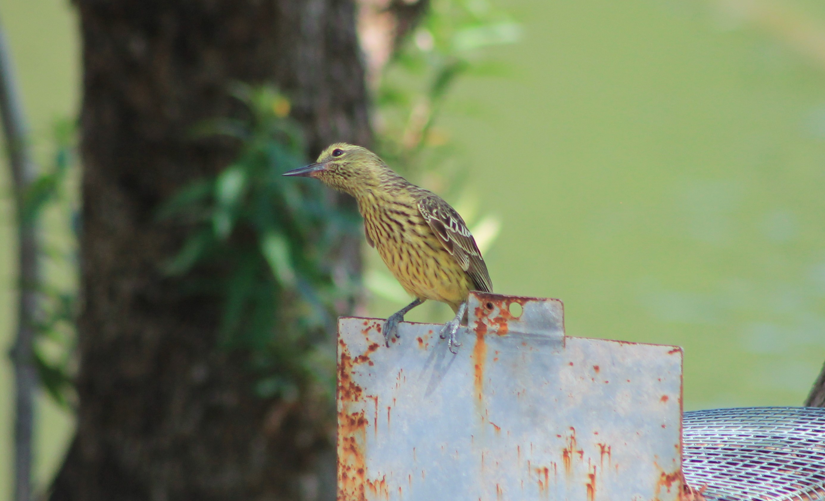 Green Oriole (Oriolus flavocinctus)
