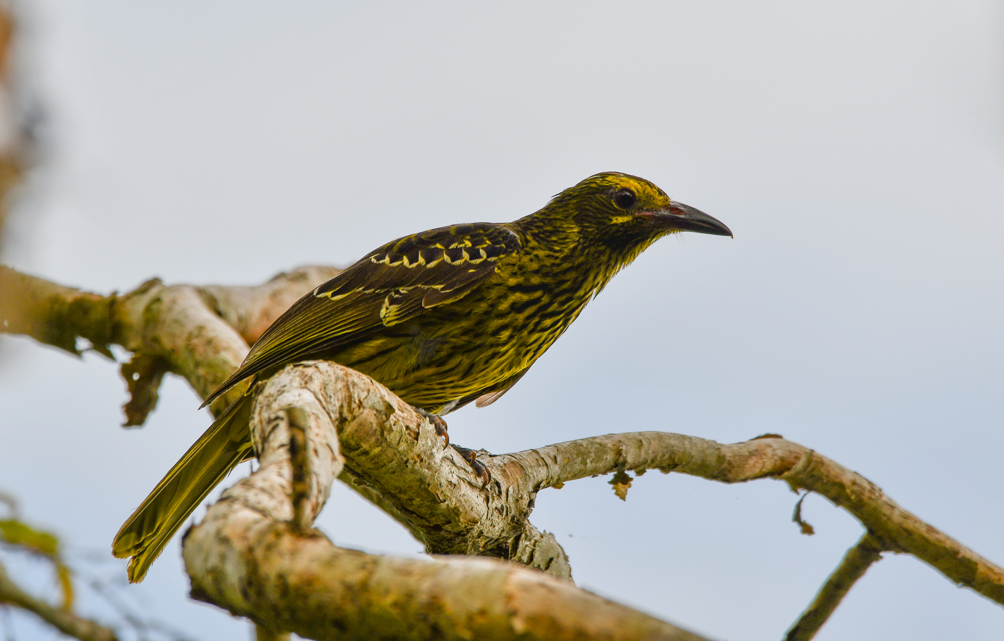 Green Oriole