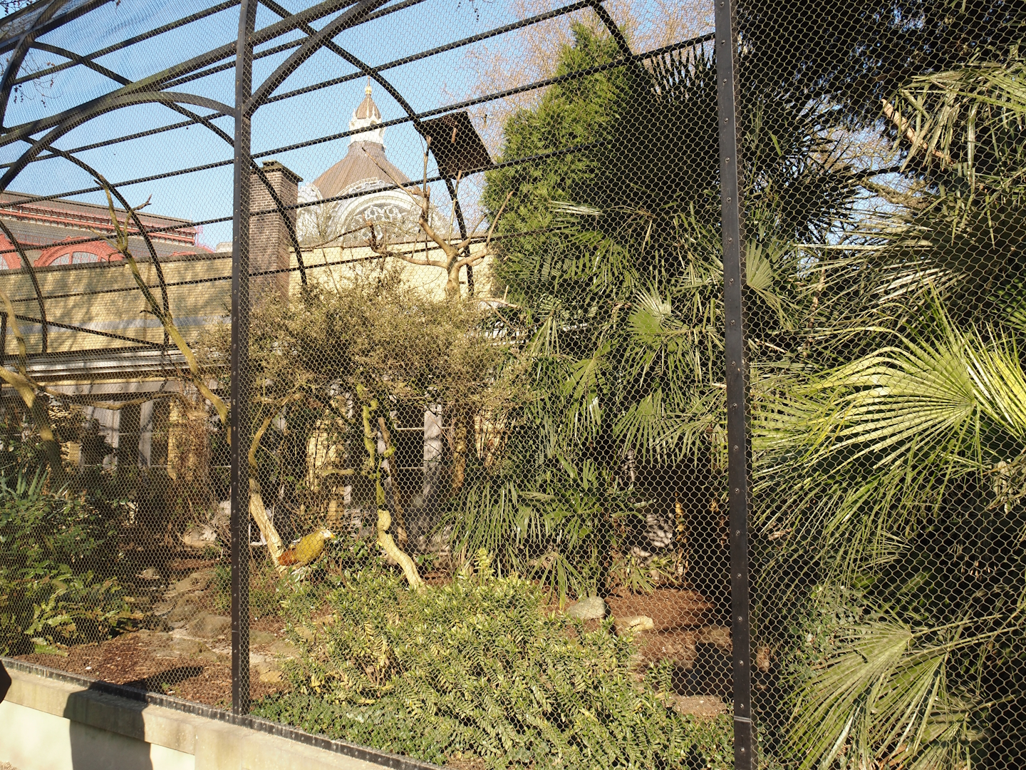 Green oropendola, Grey-winged trumpeter, Ultramarine bishop and Socorro dove aviary, 2025-03-16