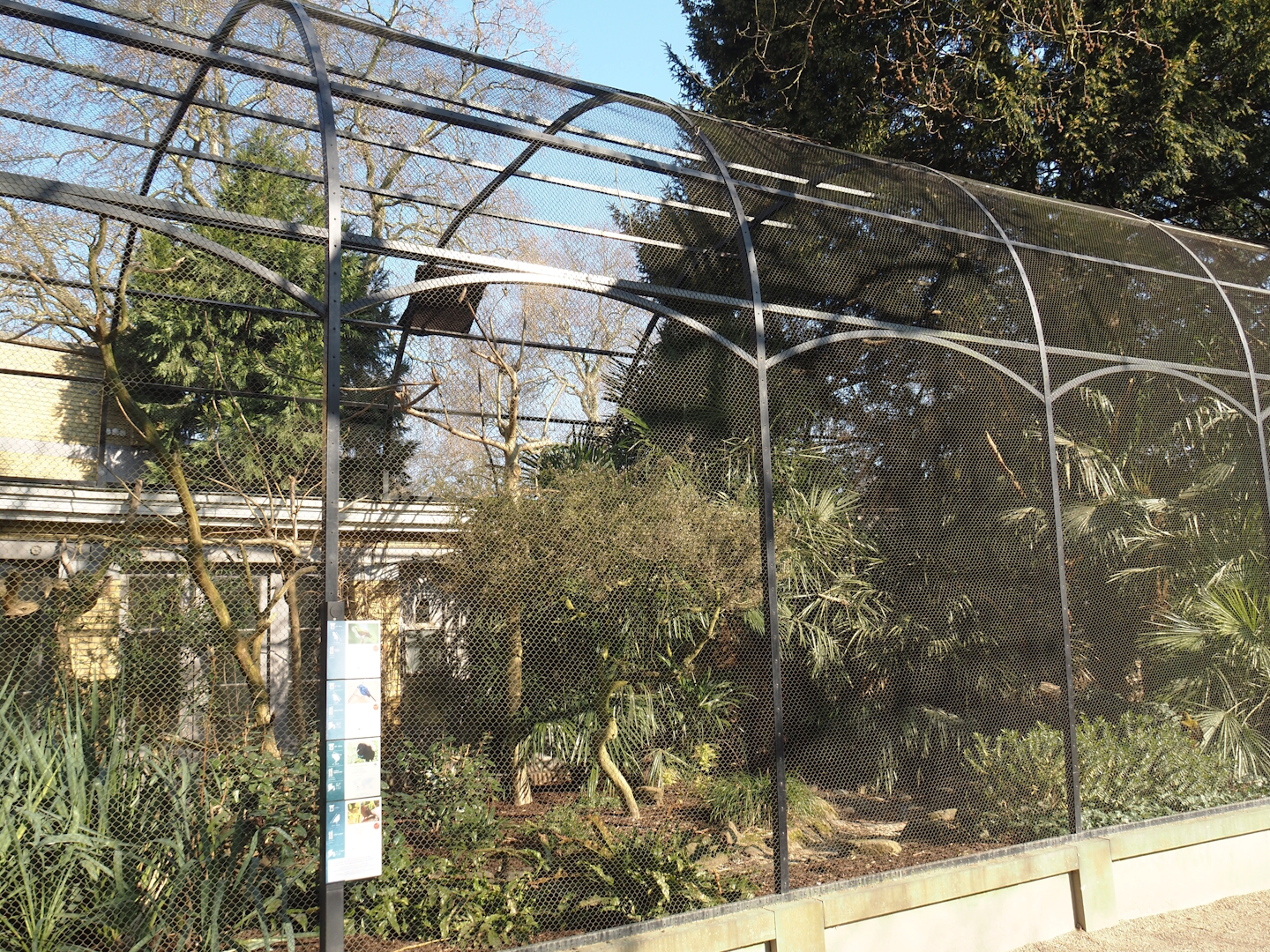 Green oropendola, Grey-winged trumpeter, Ultramarine bishop and Socorro dove aviary, 2025-03-16