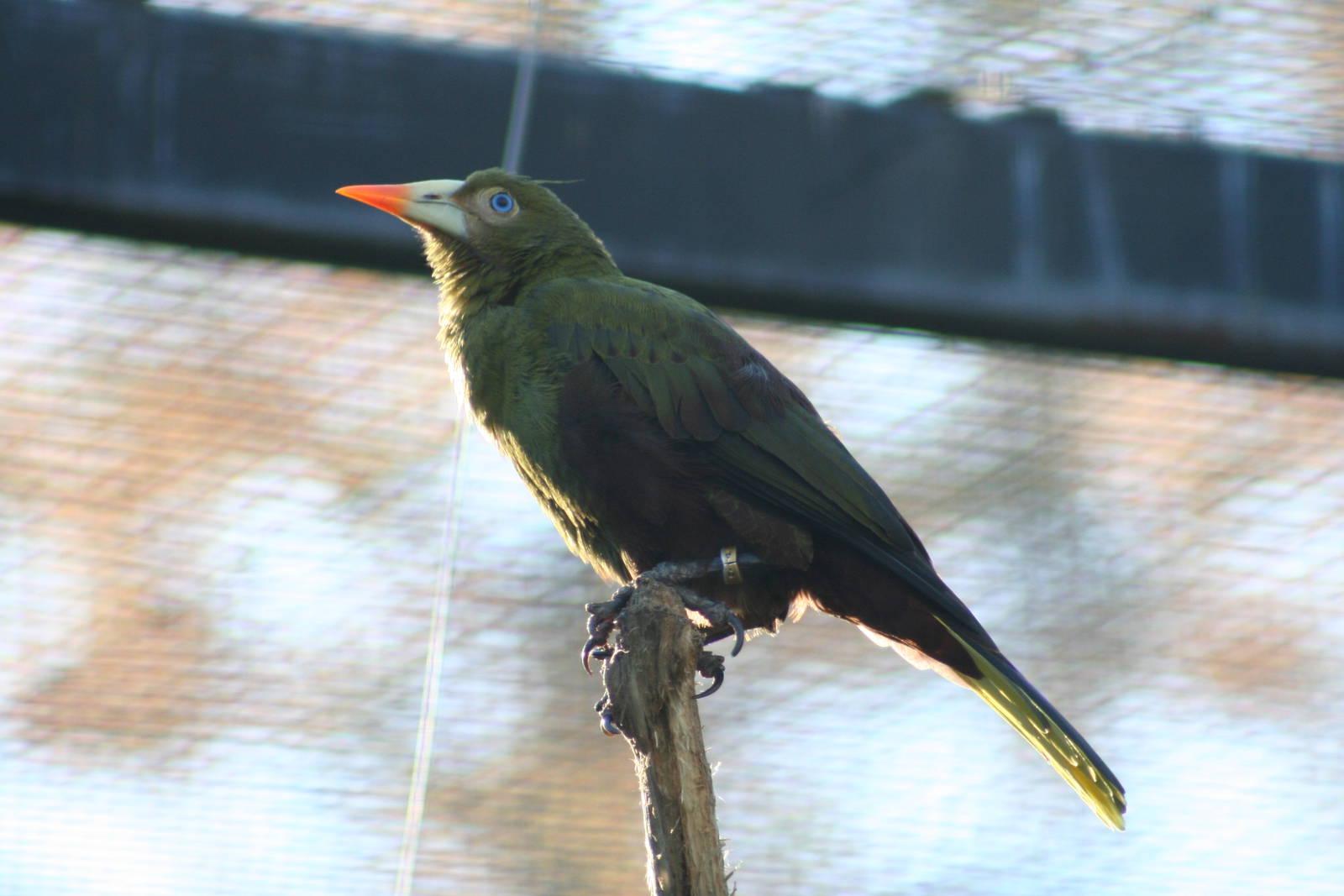 Green Oropendola @ Lotherton; 10.11.2010