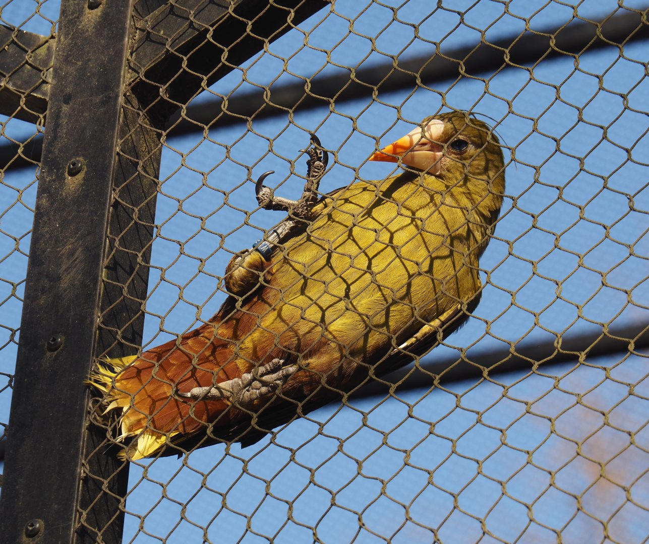 Green oropendola (Psarocolius viridis), 2025-03-16
