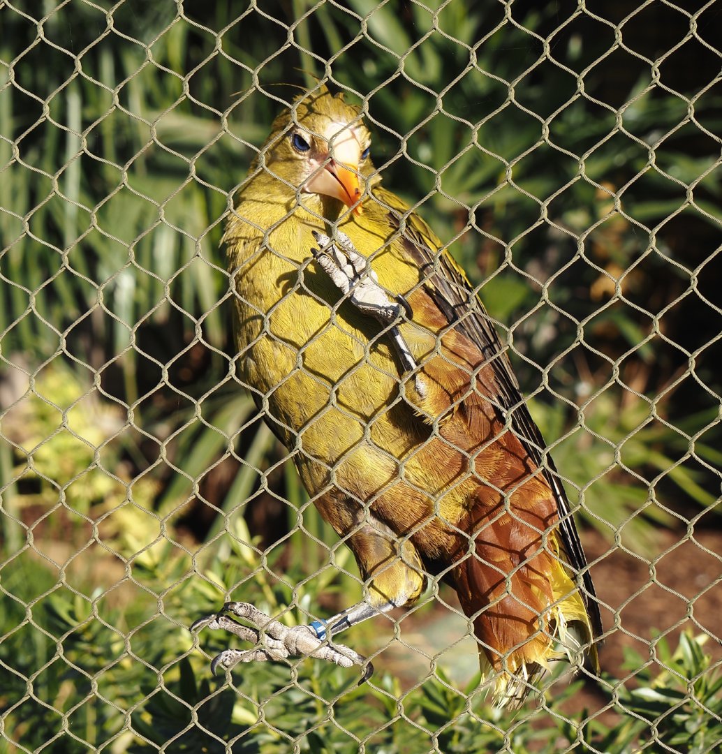 Green oropendola (Psarocolius viridis), 2025-03-16