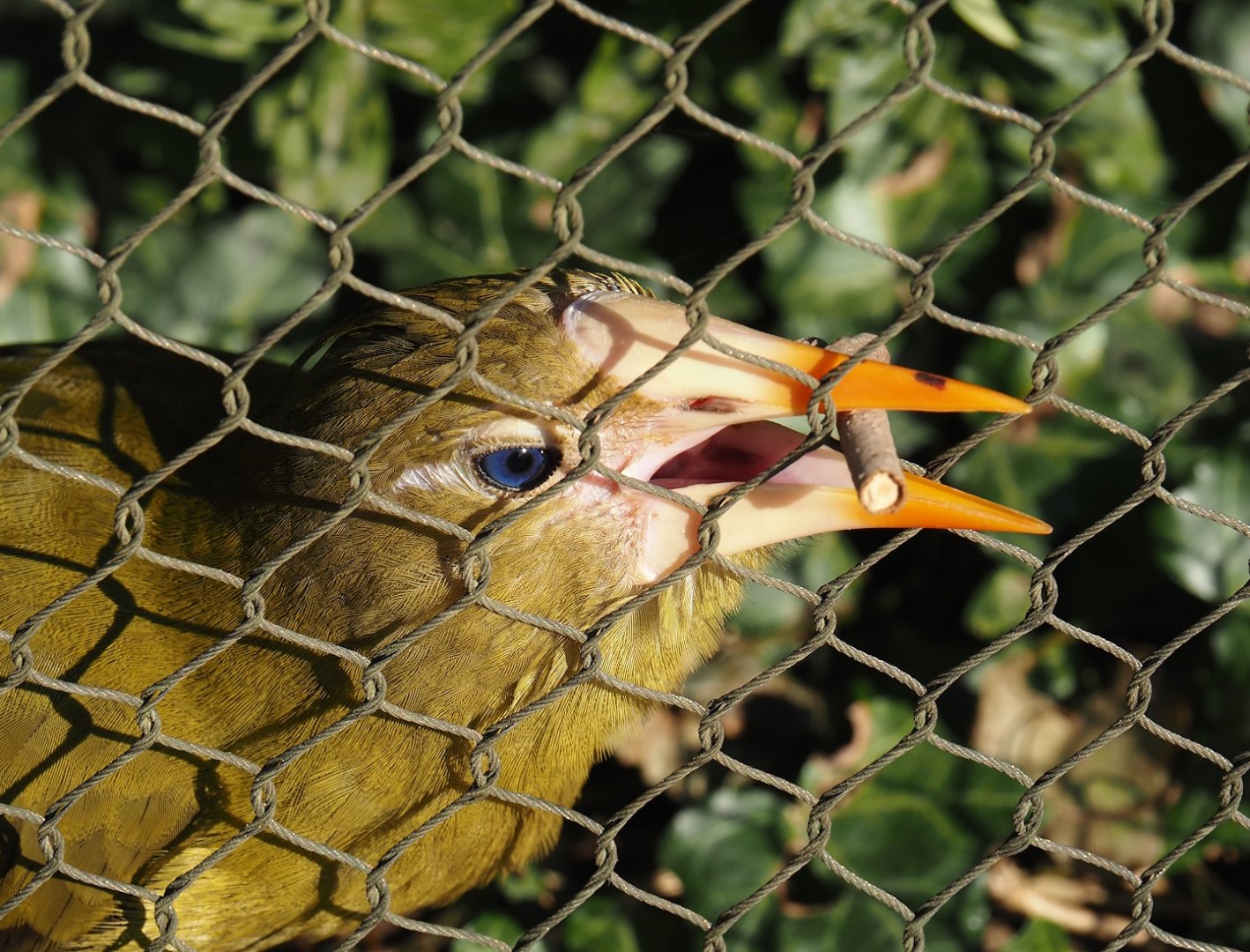 Green oropendola (Psarocolius viridis), 2025-03-16
