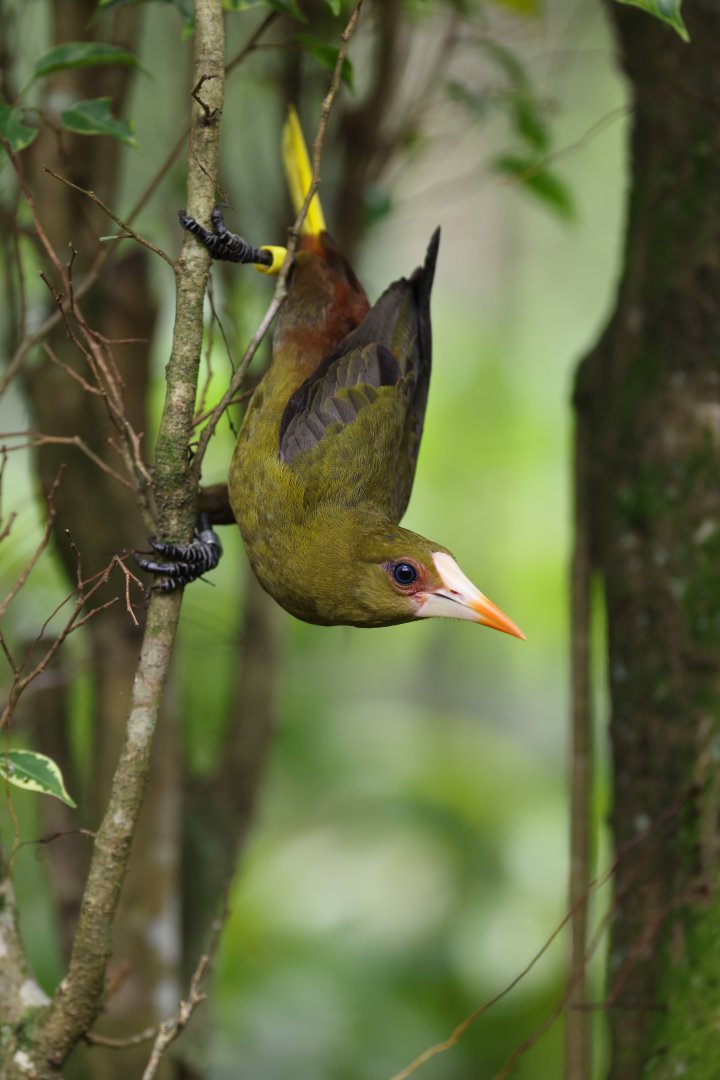 Green Oropendola (Psarocolius viridis) - Amazonian Jewels