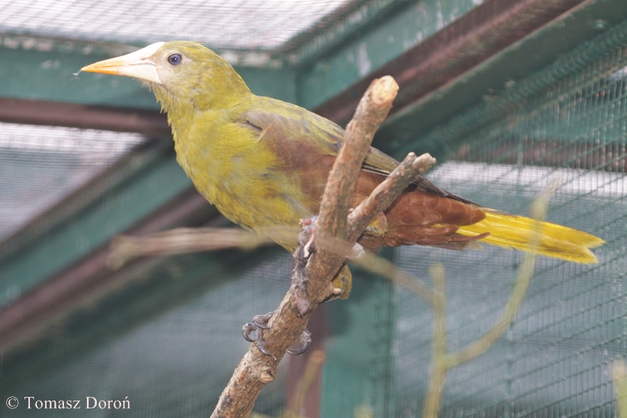 Green Oropendola (Psarocolius viridis)