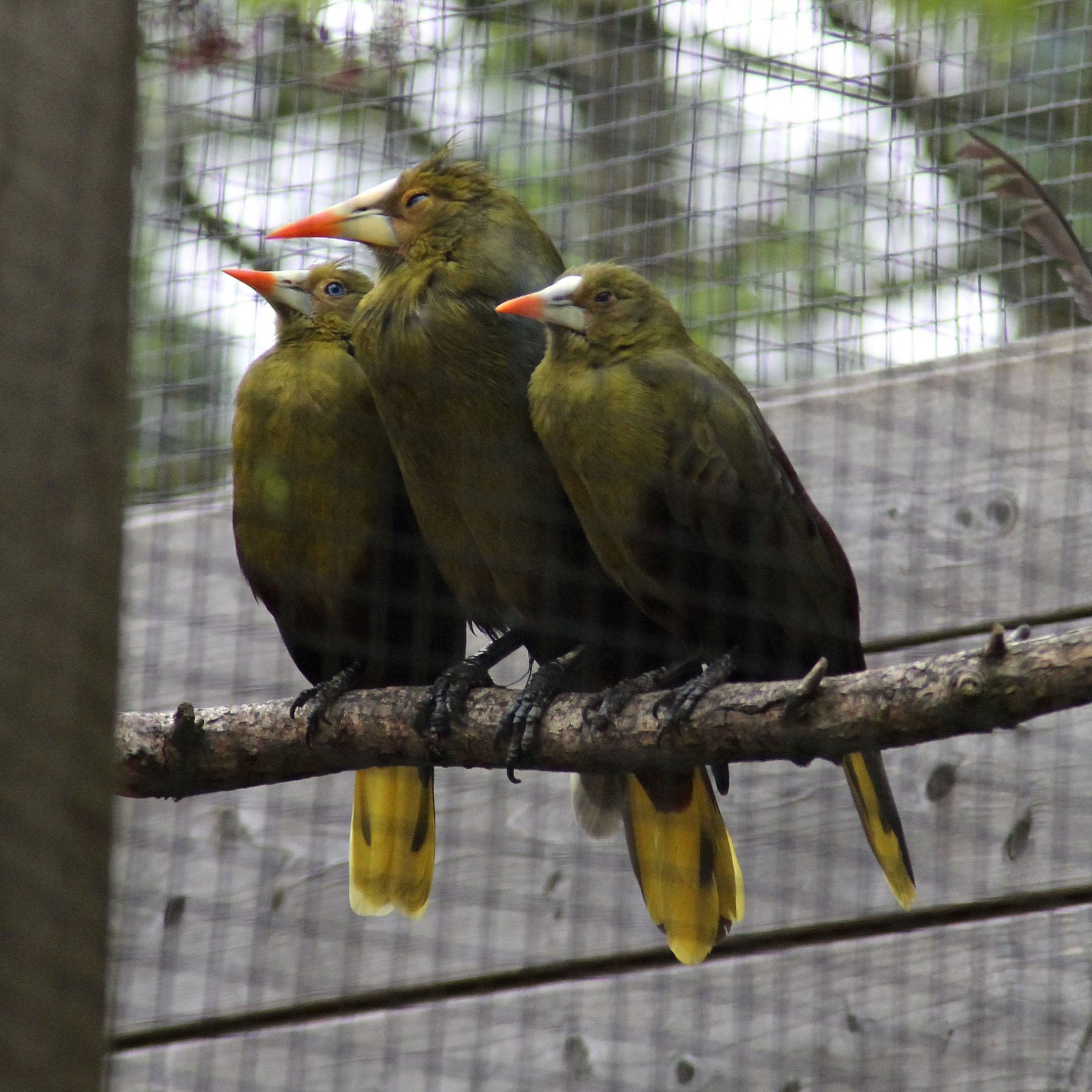 Green oropendola (Psarocolius viridis)