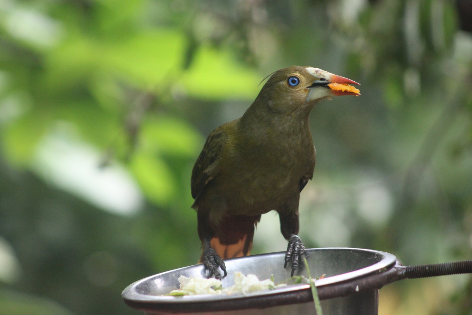 Green oropendola (Psarocolius viridis)