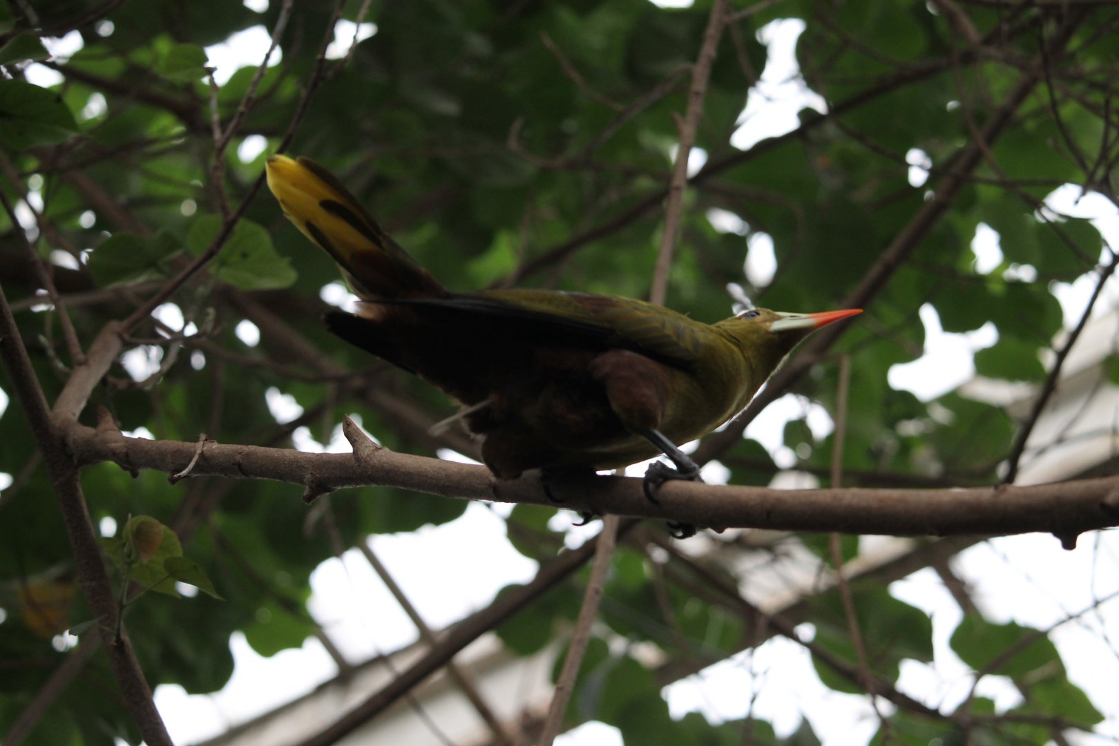 Green Oropendola (Psarocolius viridis)
