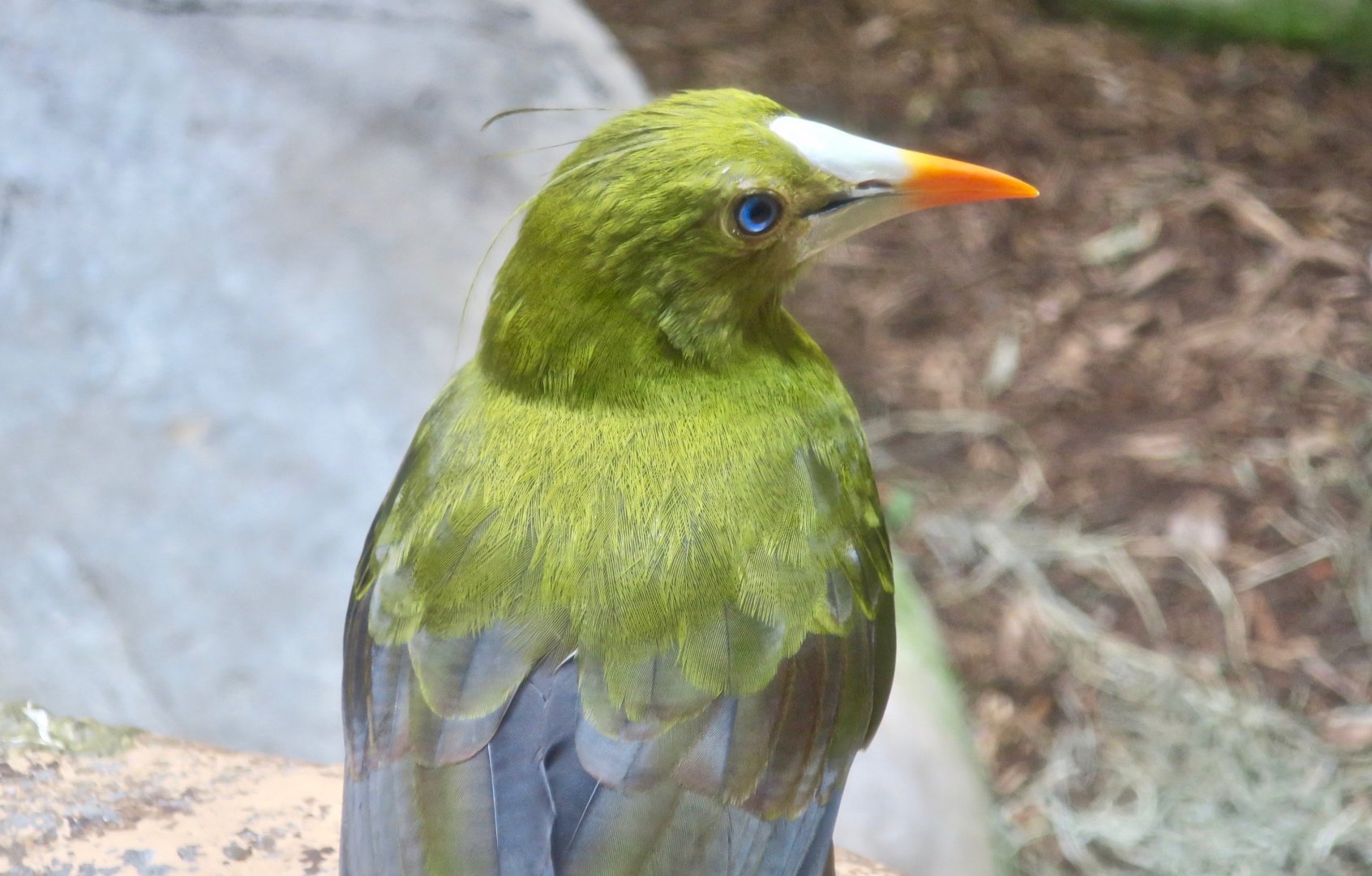 Green Oropendola (Psarocolius viridis)