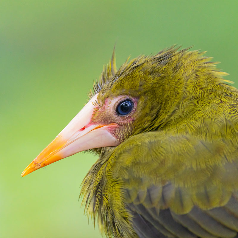 Green Oropendola (Psarocolius Viridis)