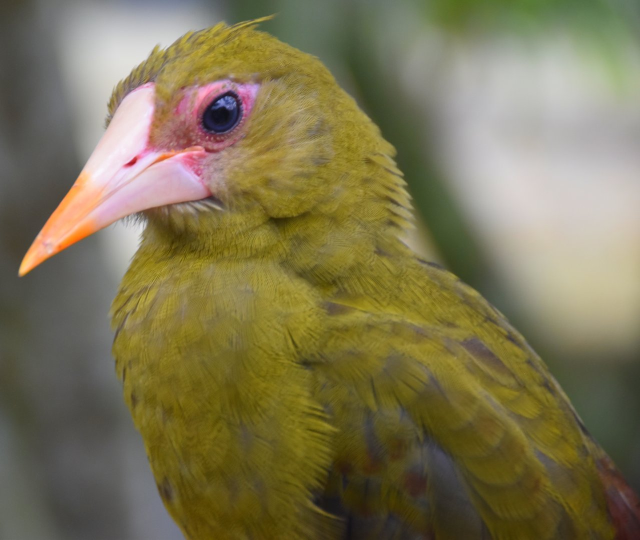 Green Oropendola (Psarocolius viridis)