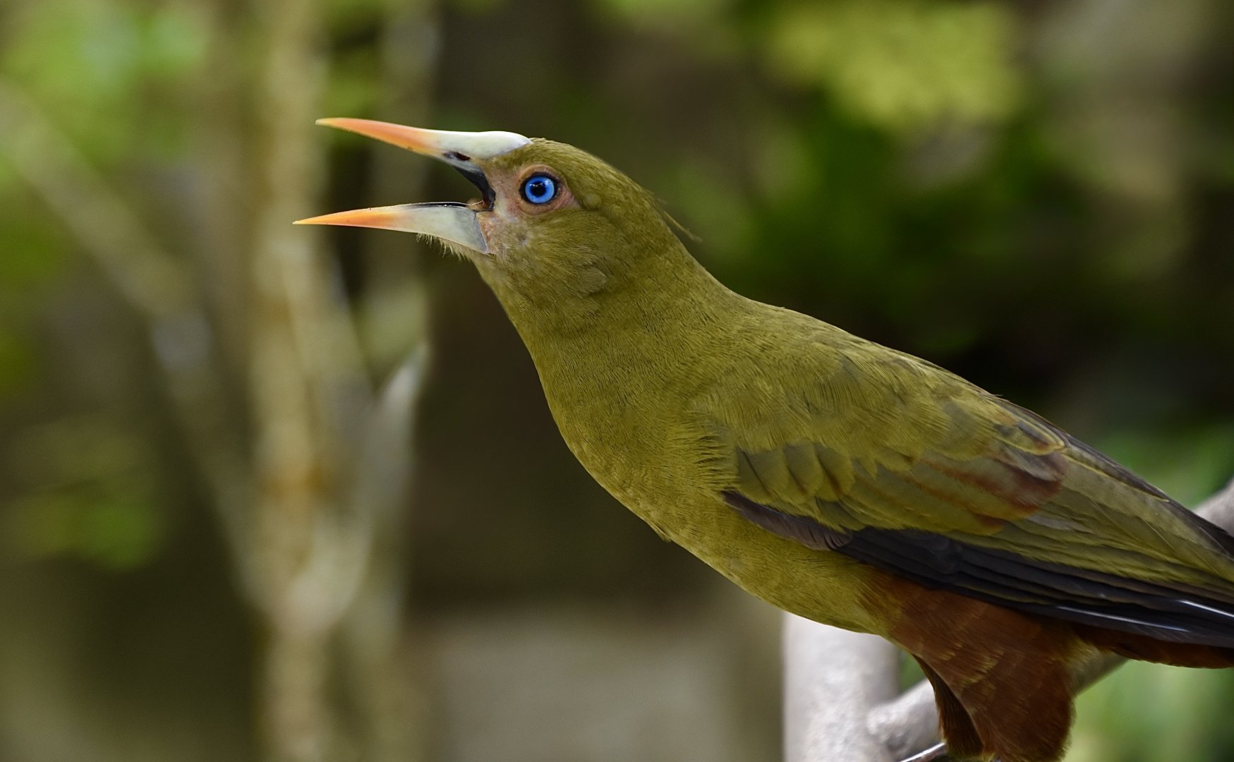 Green Oropendola (Psarocolius viridis)