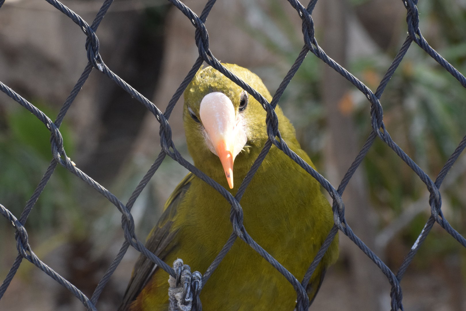 Green oropendola - September 2023