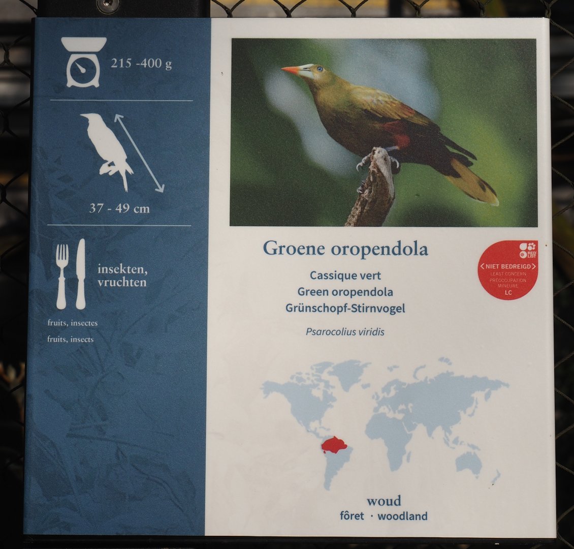 Green oropendola signage, 2025-03-16