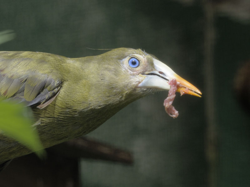 Green oropendola