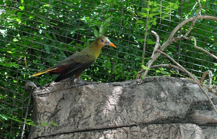 Green Oropendola
