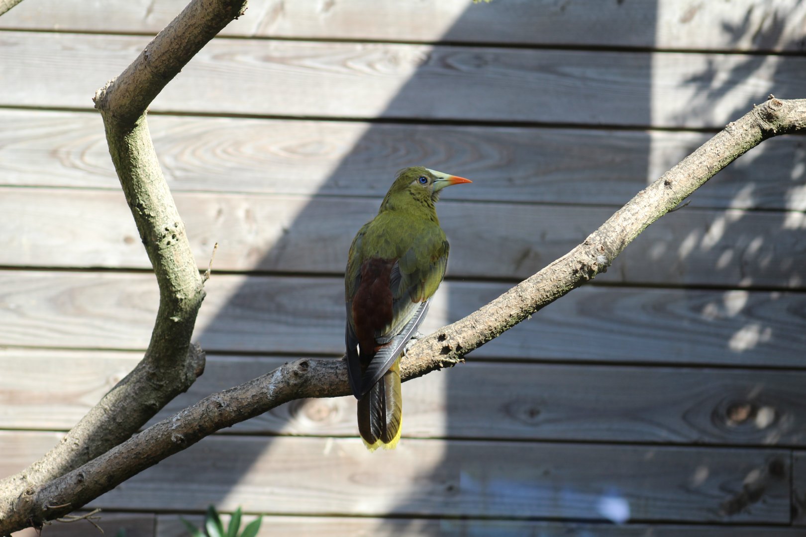 Green Oropendola