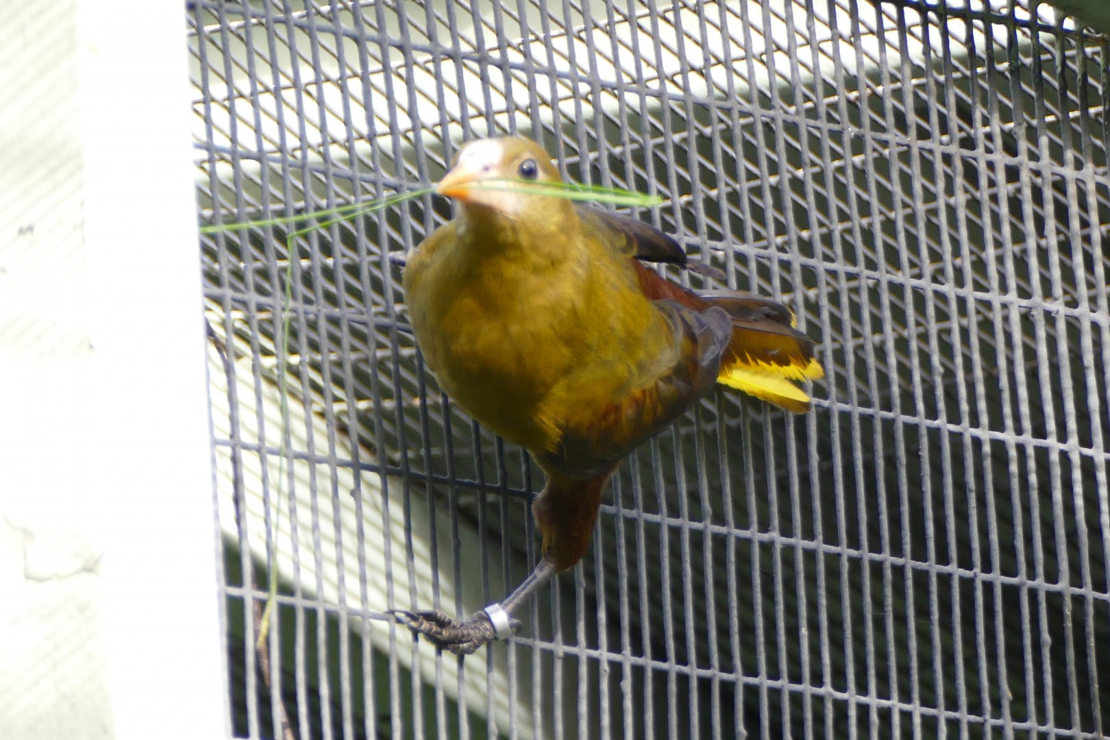 Green Oropendola