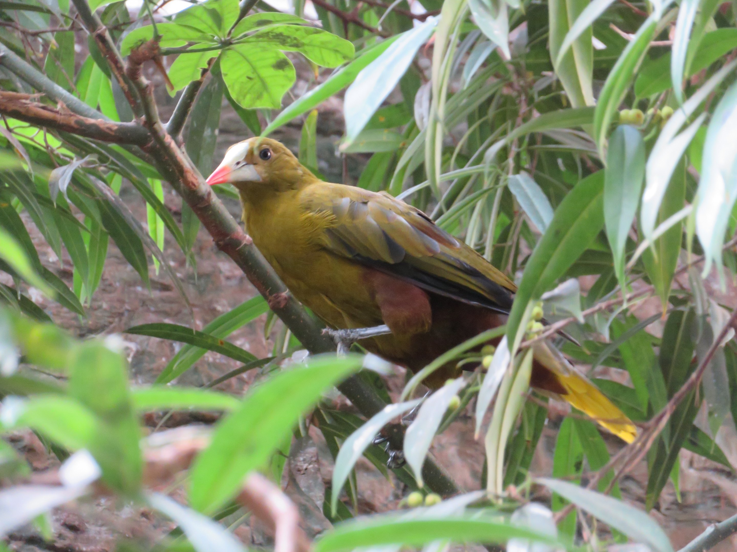 Green Oropendola