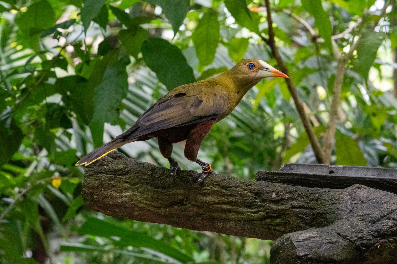 Green Oropendola