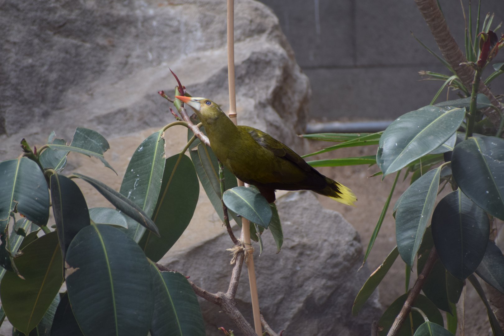 Green oropendola