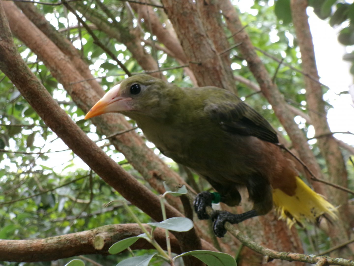 Green oropendola