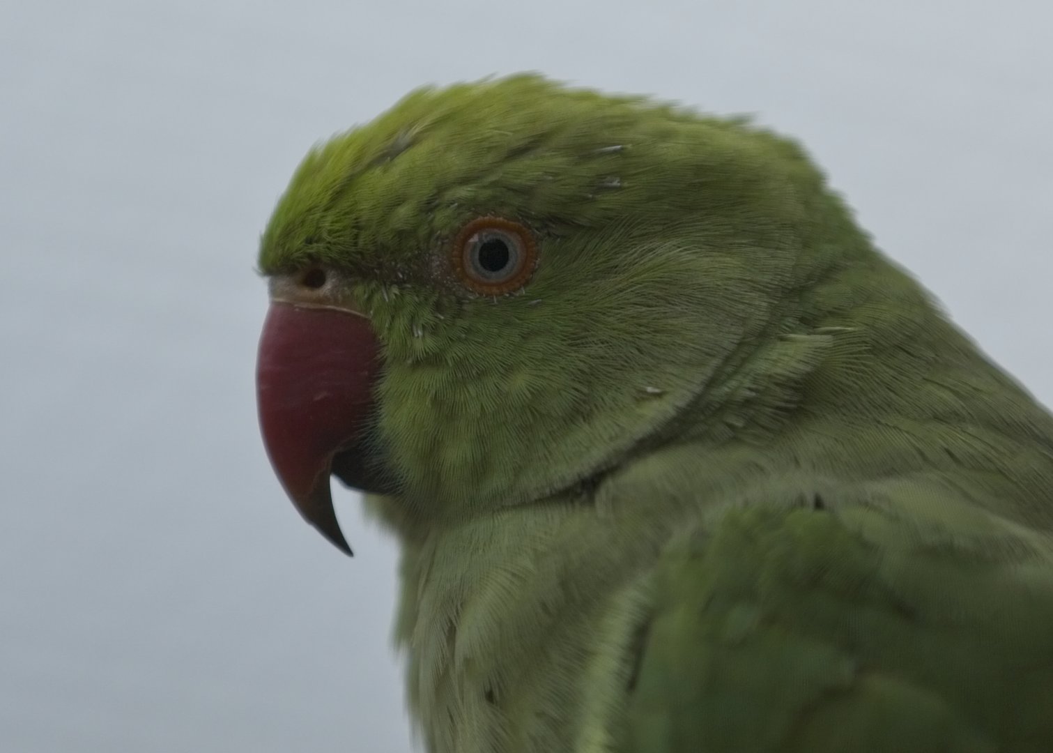 Green parrot (whose species escapes me for the minute)
