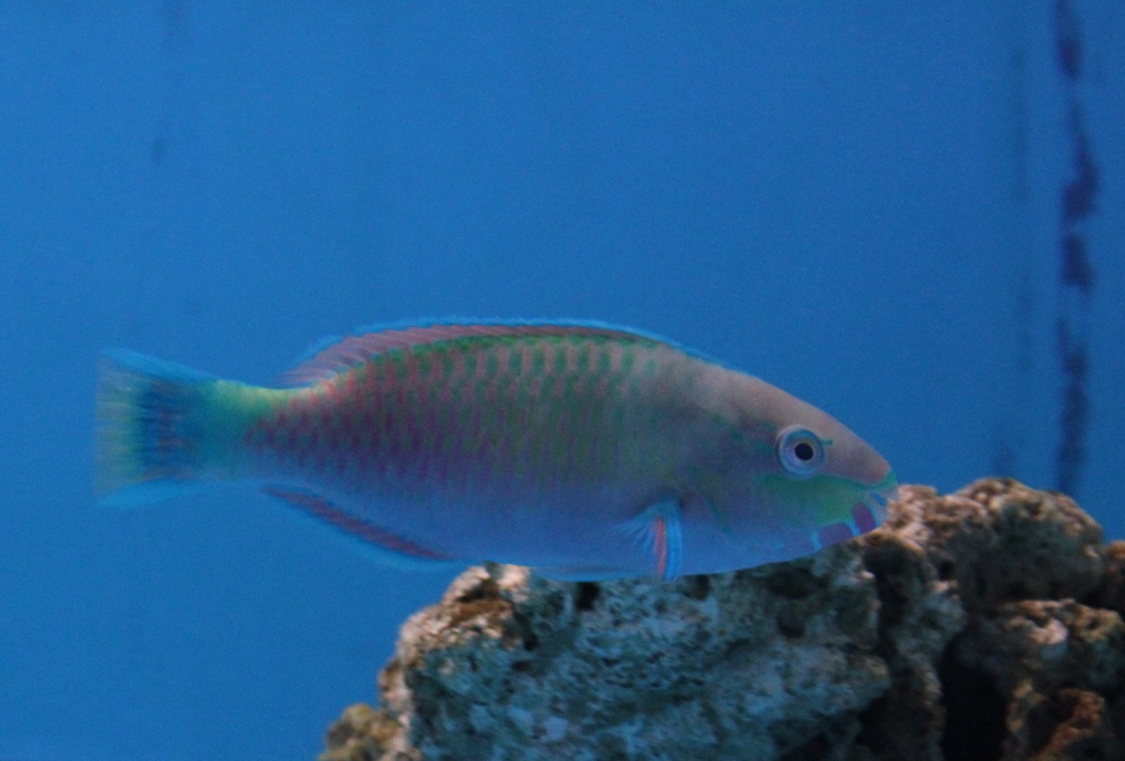 Green parrotfish - Scarus quoyi